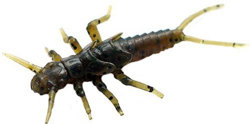 Приманки для ловлі риби FishUp Stonefly 0.75 21 мм 12 шт. #043 - Watermelon Brown/Black