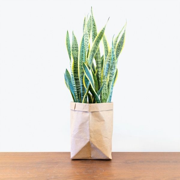 Растение комнатное Сансевиерия 17/70Sansevieria Laurentii