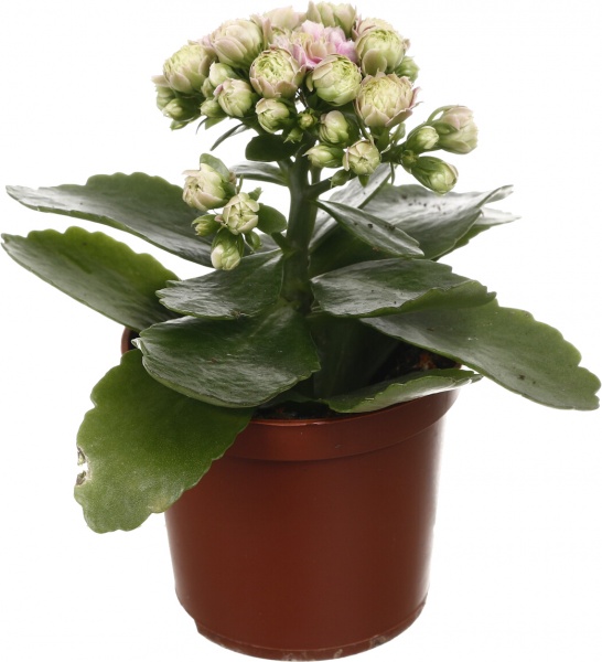 Растение комнатное Каланхоэ Розалин микс (7/15)