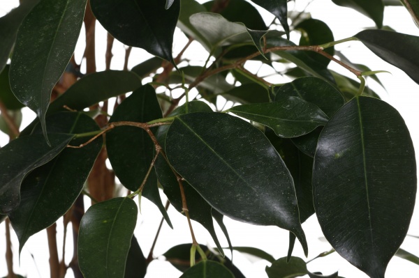 Растение комнатное Фикус бенжамина Даниэль 21/100