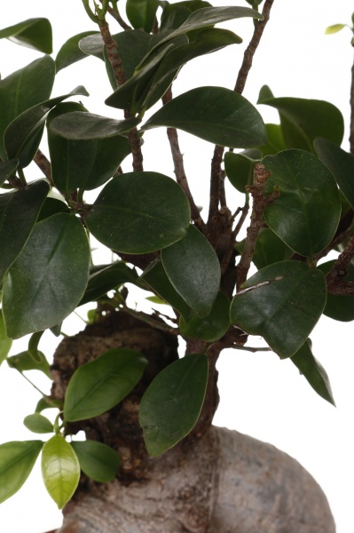 Рослина кімнатна Фікус Бонсай мікрокарпа Жинсінг 19/40