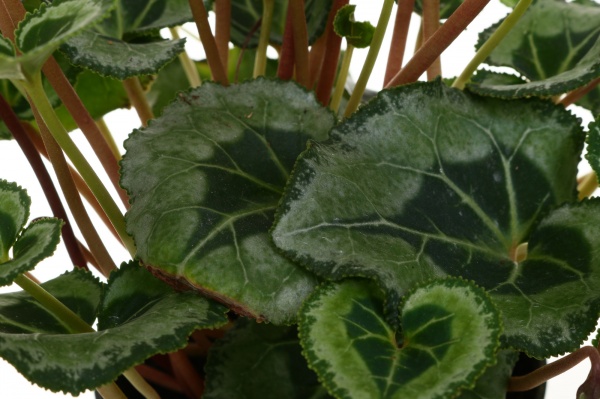 Рослина кімнатна Цикламен метіс віктор 11x20 мікс