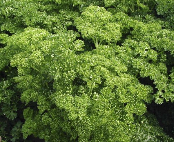 Семена Професійне насіння петрушка кучерявая Калито 1 г (4823058200545)