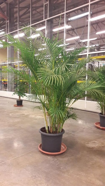 Рослина Арека d34/h200