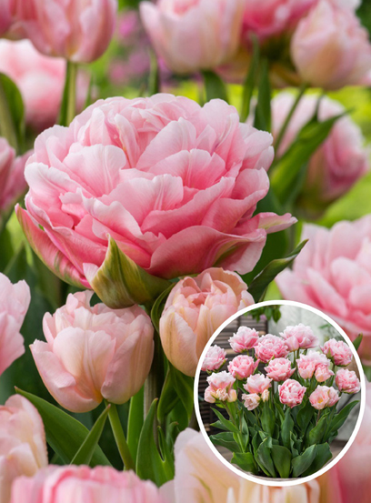 Луковица тюльпана махрового раннего Дример 3 шт.