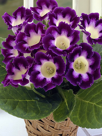 Бульба TUBERBULB Export B.V. глоксинії Голлівуд 1 шт.