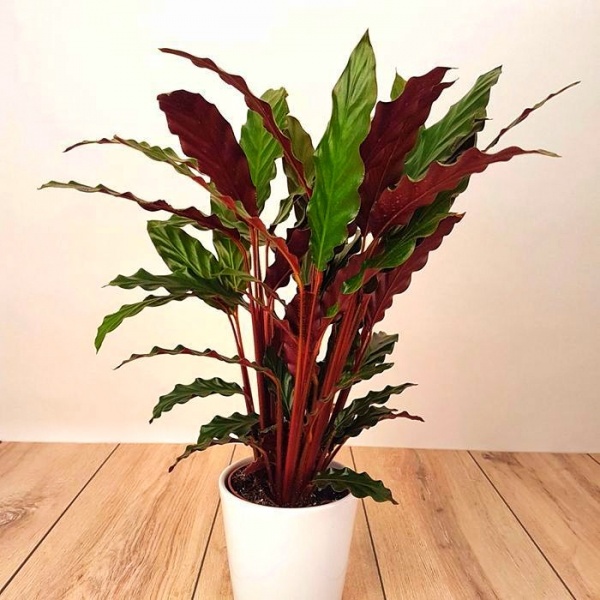 Рослина Калатея Rufibarba d14/h60