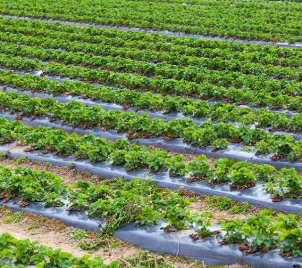 Пленка полиэтиленовая для мульчирования 1,2мх100 м чорная черный 60 мкм полотно