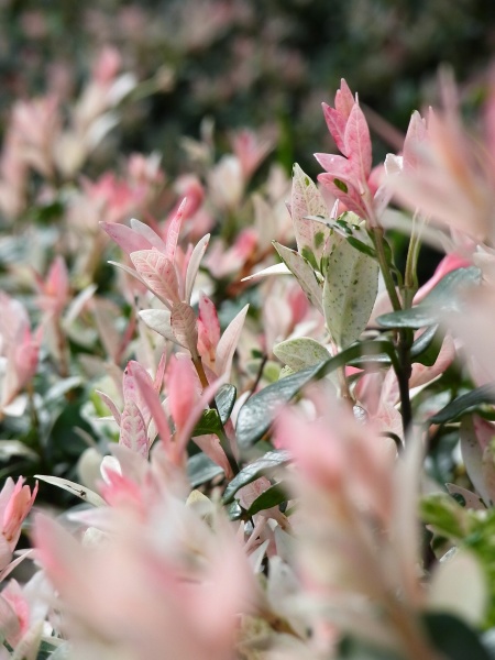 Растение Ива / Salix integra Hakuronishiki, С5 Ра 120-130