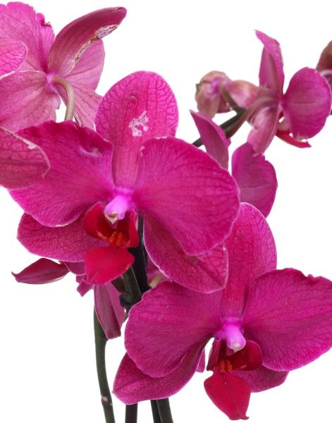 Растение Фаленопсис 12х70 см 2 ветви, акция