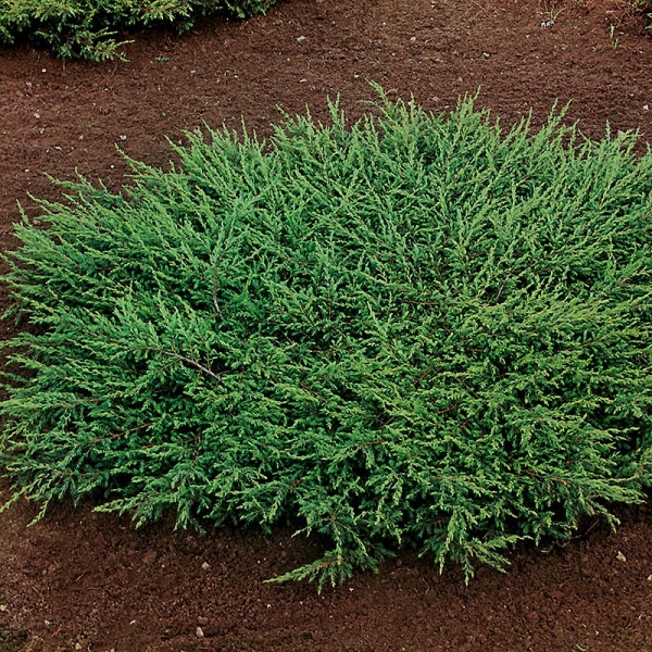 Растение Можжевельник обыкновенный / Juniperus communis Repanda С100