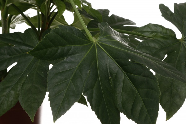 Растение комнатное Фатсия d19/h70