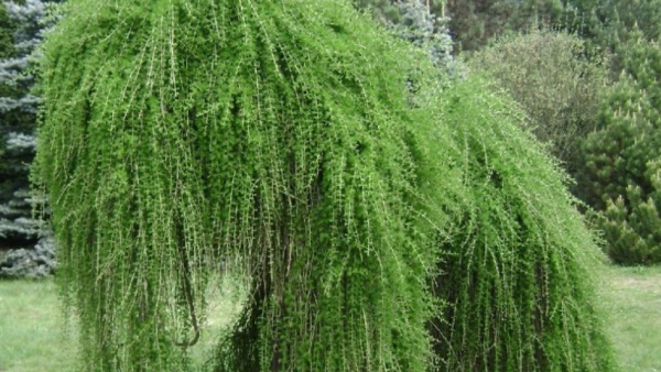 Растение Лиственница европейская / Larix decidua Pendula, С20 Ра