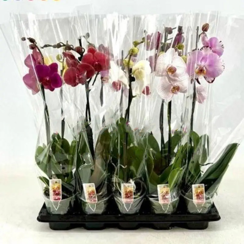 Рослина кімнатна Фаленопсис (орхідея) 12х60 1 стовбур мікс А2 (Ter Laak Orchids)
