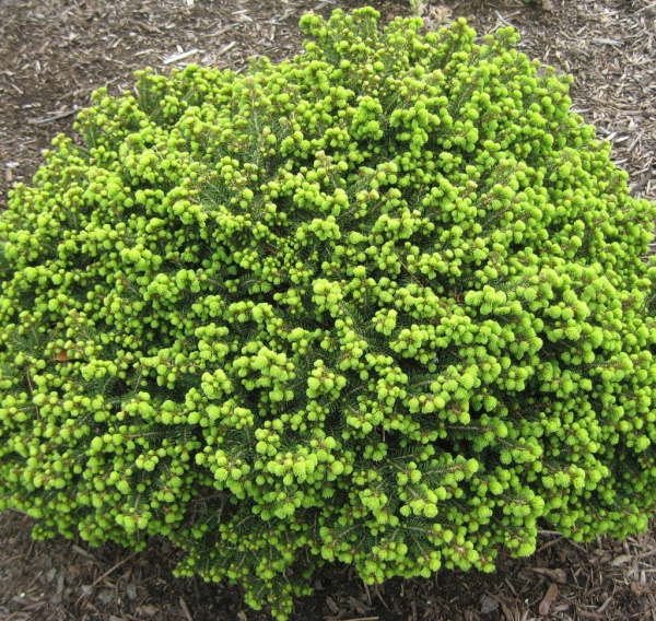 Растение Ель/ Picea abies Little Gem С5, D 20-30