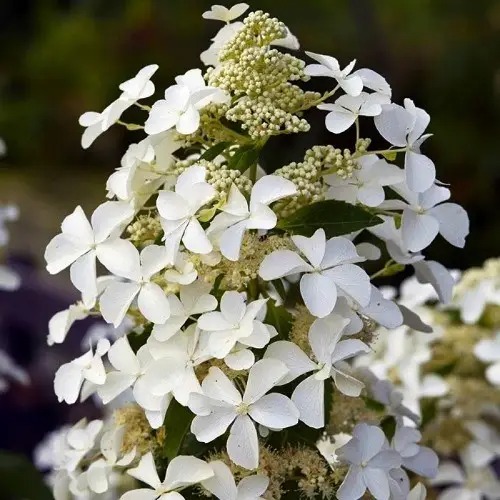 Растение Гортензия метельчатая Левана/ HYDRANGEA paniculata Levana С10/Н80-120