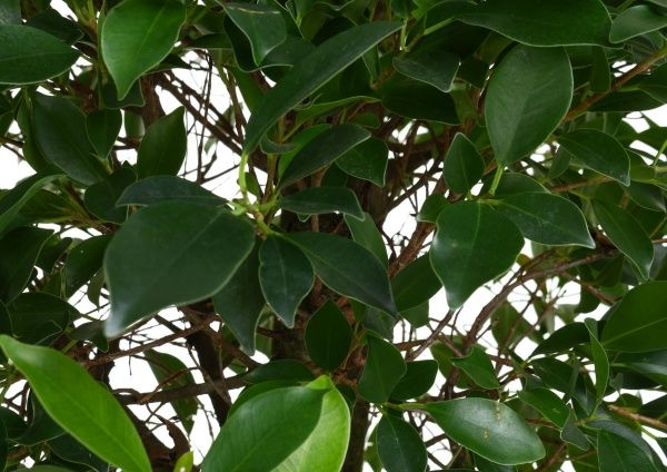 Рослина Фікус 27х150 см Нітіда