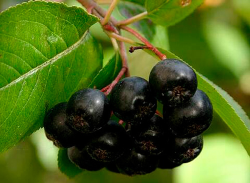 Рослина Аронія круглолиста Brilliant (V21-F22 h 60-80 C10)