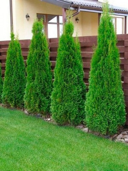 Растение Туя западная Smaragd (V18-F23 h160-180 WRB)