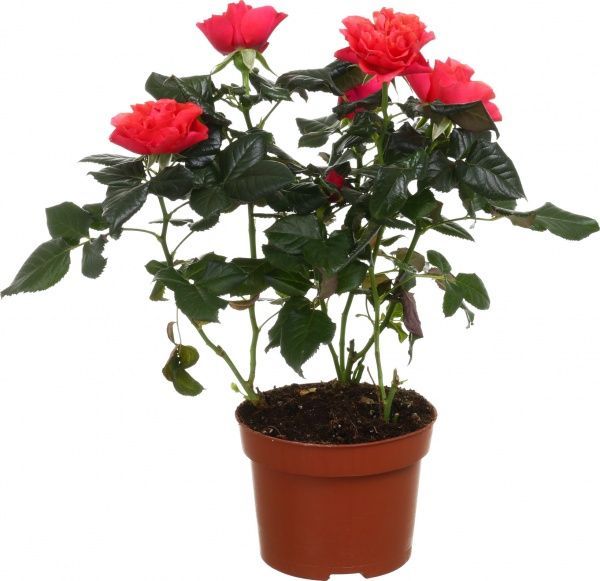 Растение Роза Кордана милкоголовая 10,5х20 см