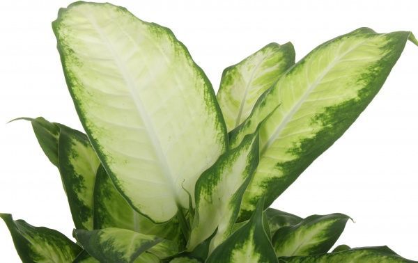 Рослина Диффeнбахія Камілла 17/50