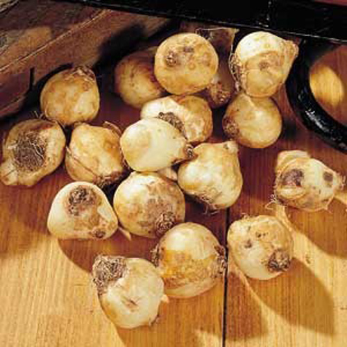 Луковица Яскрава Armeniacum 5 шт. 