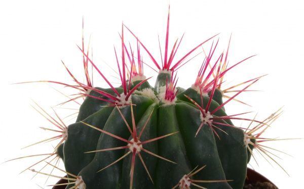 Рослина кімнатна Кактус мікс 10.5 см