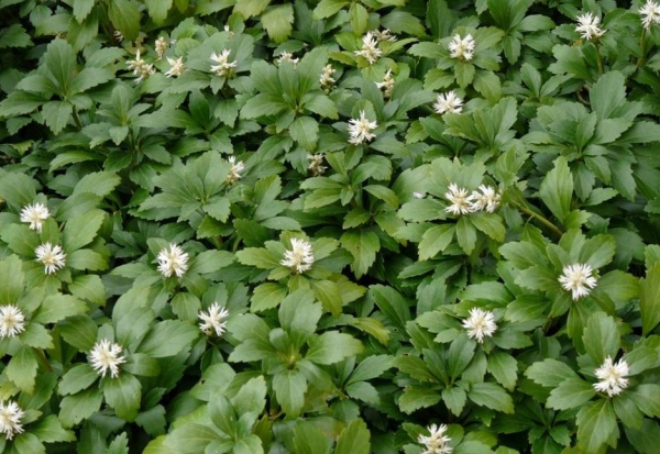 Растение Пахисандра верхушечная Грин Карпет/Pachysandra terminalis Green Carpet С3/Н 10-15