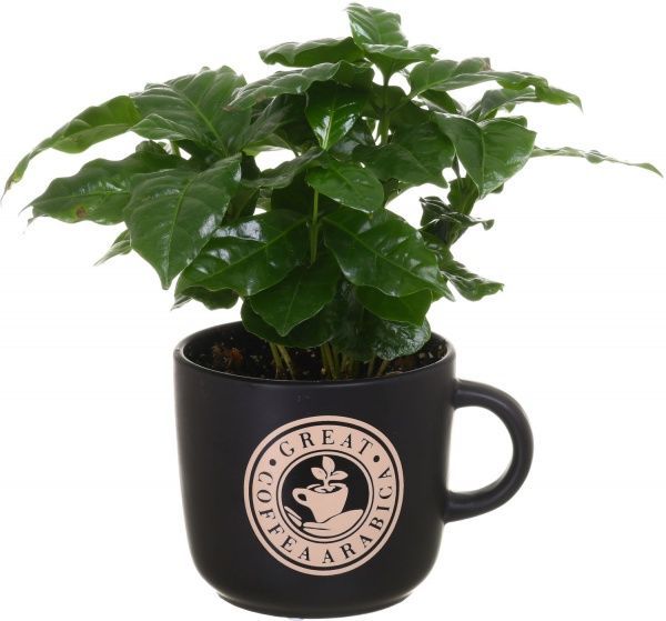 Растение комнатное кофе в чашке 25x15