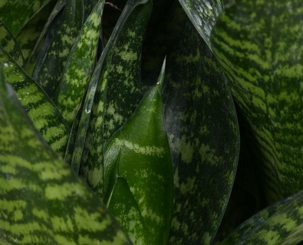 Рослина Сансівьєрія голден флейм 14х35 см