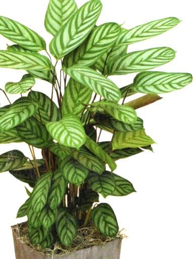 Растение комнатное Калатея 13/45 микс