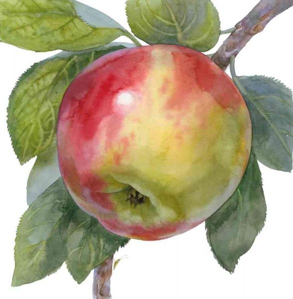 Книга Наталья Чуб «Два черв'ячки» 978-617-09-3749-0