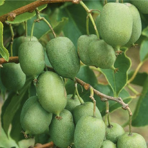 Растение Актинидия d15/h50