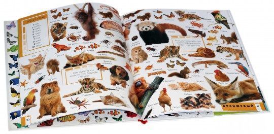 Книга «Животные. Учим цвета и цифры» 978-617-690-924-8