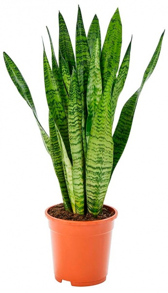 Растение комнатное Сансевиерия Zeylanica 17х70 см (Р15610)