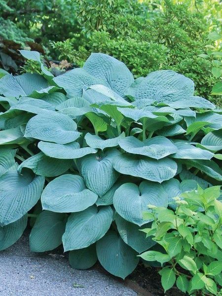 Корневище хосты Брессингем Блу 1 шт. 