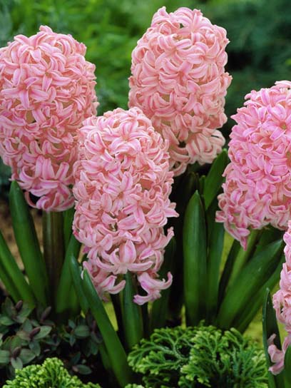 Луковица гиацинта Анна Мари 2 шт.