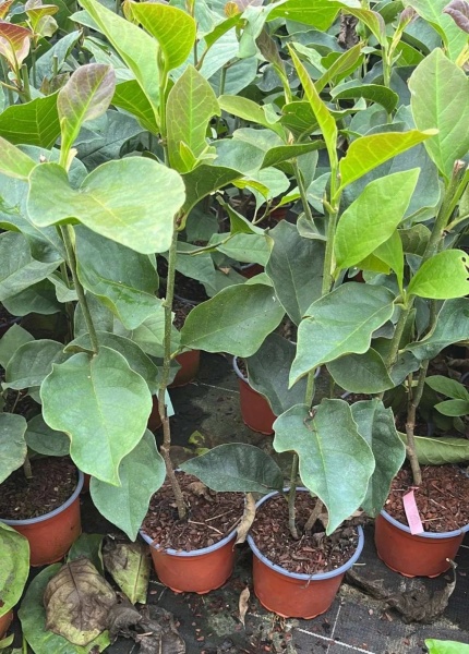 Растение Магнолия Black Tulip d21/h50