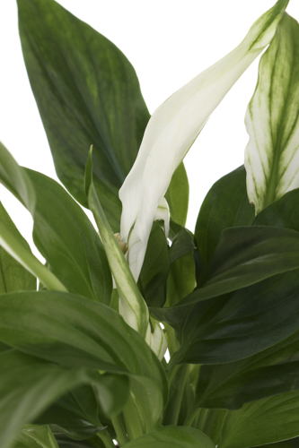 Растение Спатифиллум Chopin мини 3+ 6x15 см