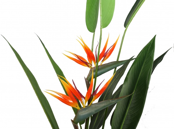 Дерево искусственное Strelitzia (DW-09) Engard