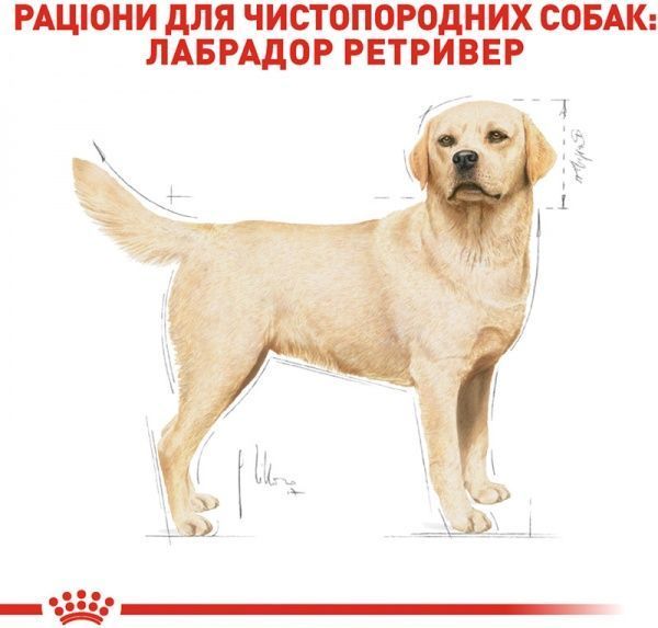 Корм Royal Canin для собак LABRADOR RETRIEVER ADULT 3 кг