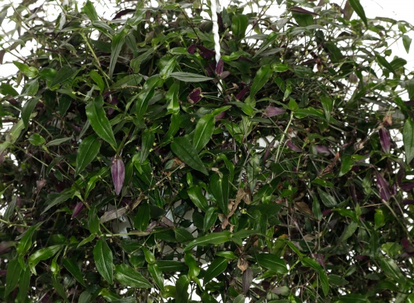 Растение традесканция d20