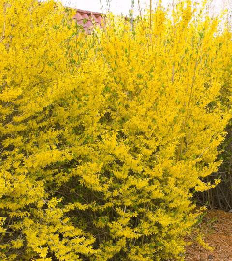 Растение Форзиция/Forsythia int. Lynwood С2, H 20-40