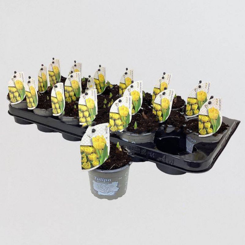 Растение Тюльпан 09х12 желтый Yellow Baby