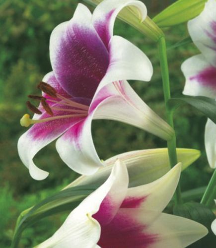 Луковица Яскрава Лилия L/O трубчастая Triumfator 1 шт. 