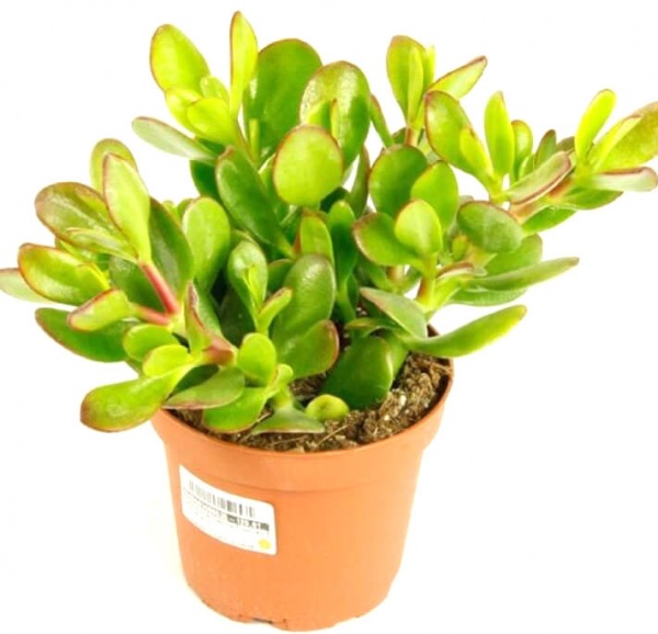 Рослина кімнатна Крассула мікс 8/10