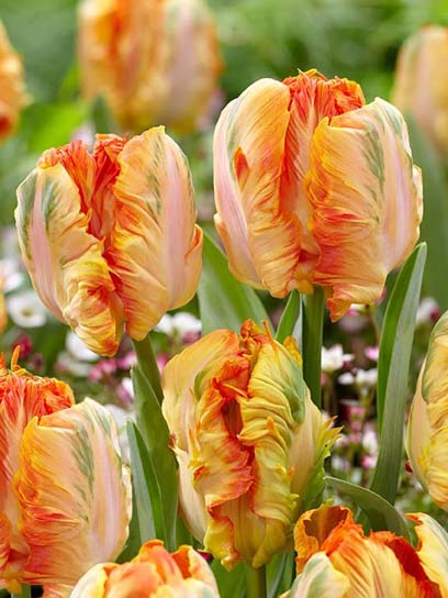 Луковица тюльпана попугайного Паррот Кинг 3 шт. 