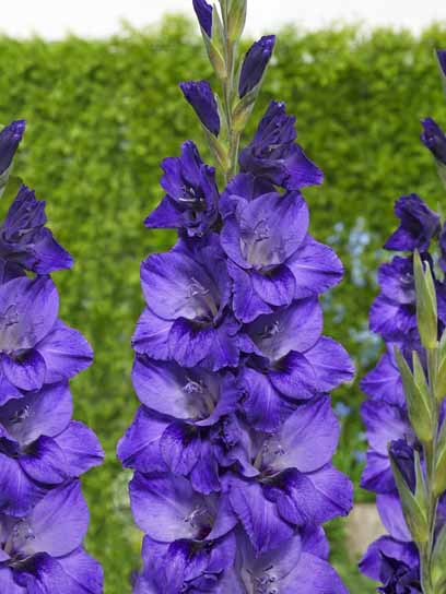 Клубнелуковица гладиолуса Куки 3 шт. 