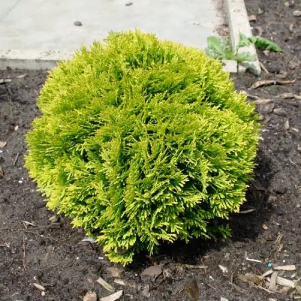 Растение Туя западная / Thuja occidentalis Mirijam, С10 Pa 80-100