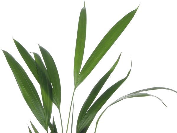 Рослина кімнатна Пальма Арека 12х50 см